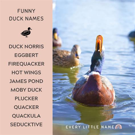 synonym duck|other names for a duck.